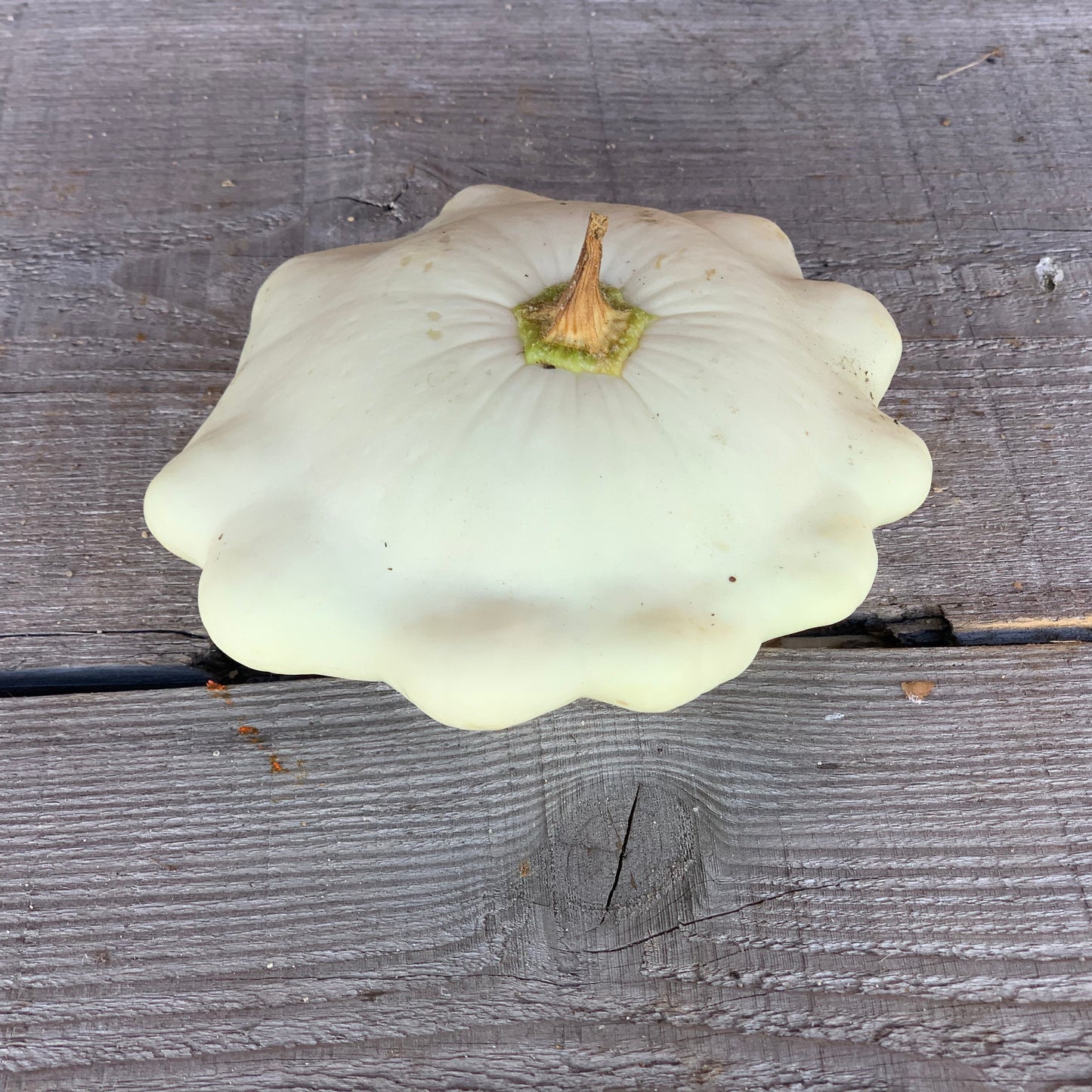 COURGE PATISSON BLANC PLANT AB