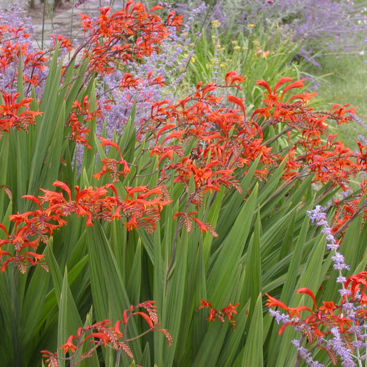 CROCOSMIAS LUCIFER