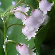 CONVALLARIA MAJALIS ROSEA (MUGUET ROSE) AB