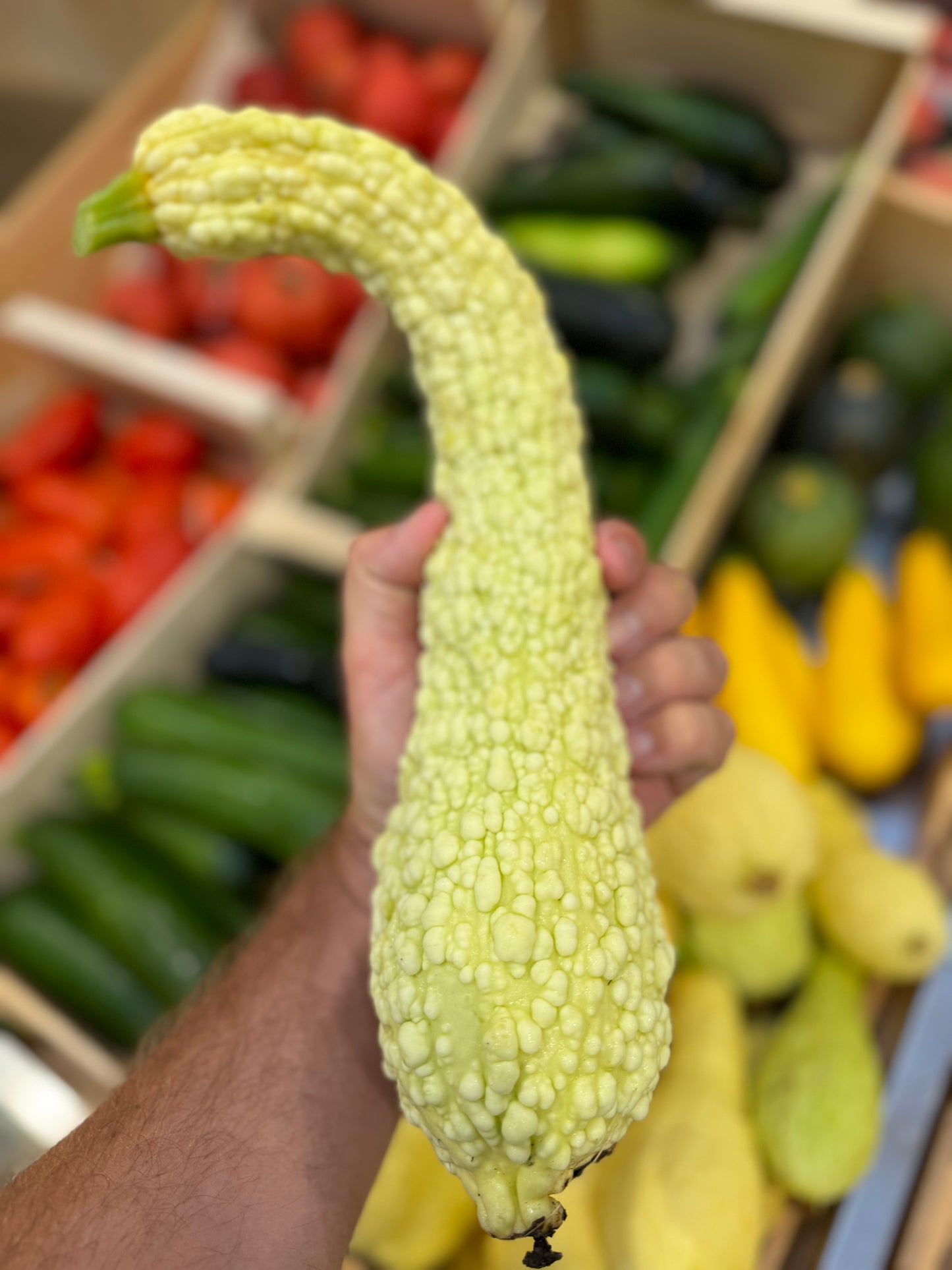 ZUCCHINI-POPCORN ODER RUGOSA FRIULANA AB