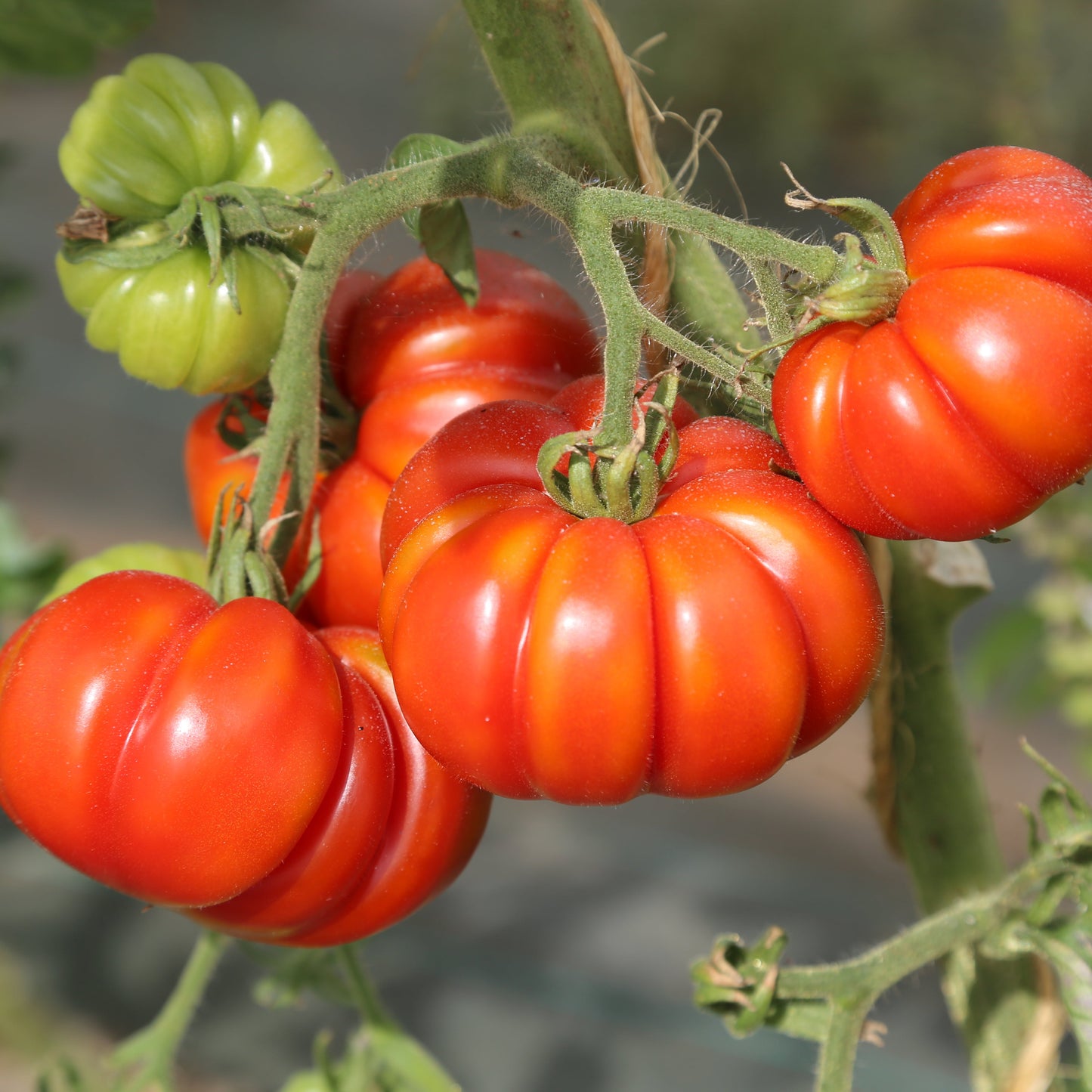 TOMATE COSTOLUTO GENOVESE AB