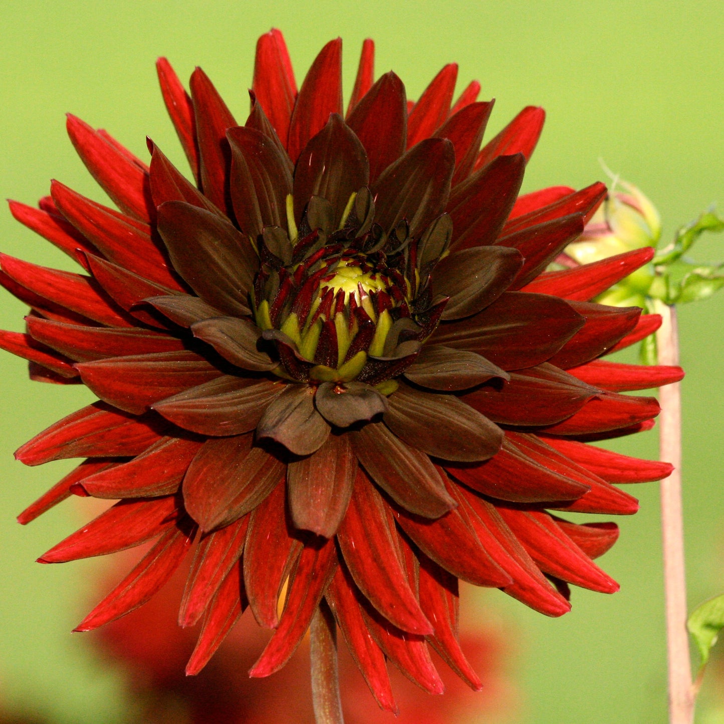 DAHLIA CACTUS CHAT NOIR