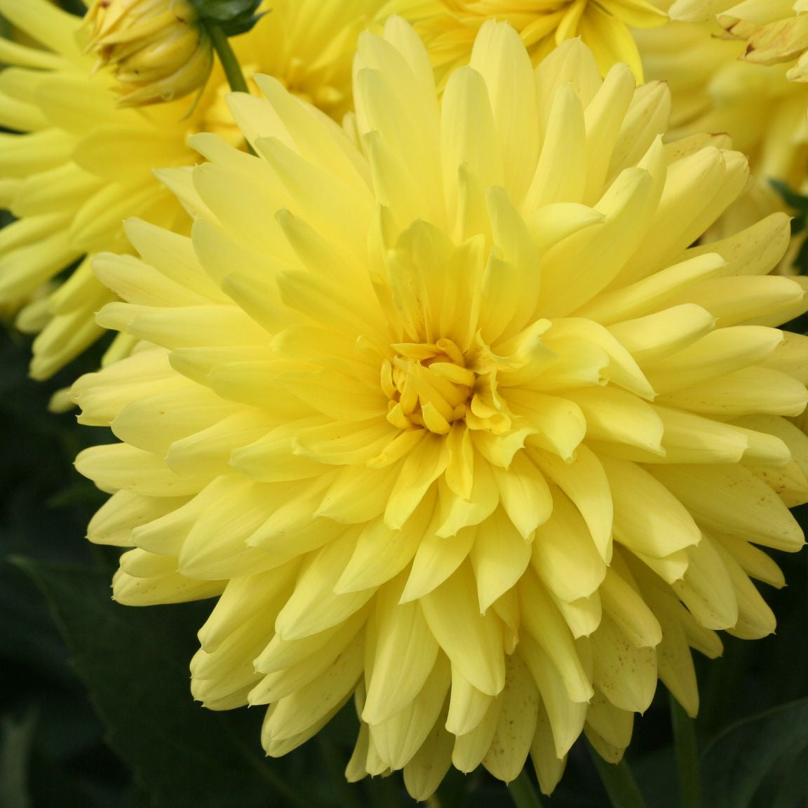 DAHLIA CACTUS FANTASIA