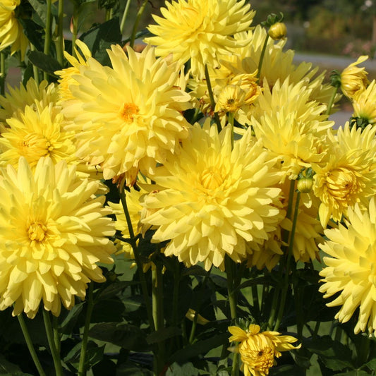 DAHLIA CACTUS FANTASIA