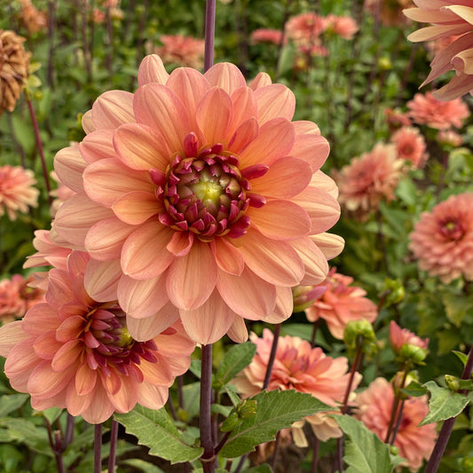 DAHLIA DECORATIF CHÂTEAU DE LA BOURDAISIÈRE AB