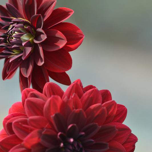 DAHLIA DECORATIF ARABIAN NIGHT AB