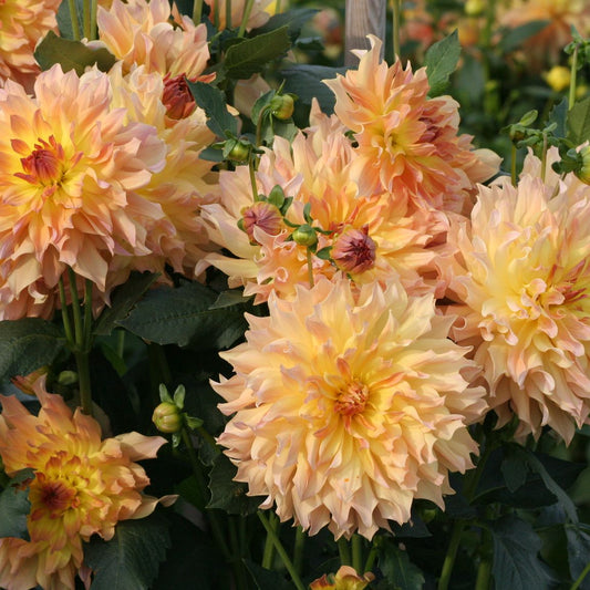 DAHLIA DECORATIF QUENZA AB