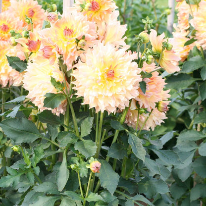 DAHLIA DECORATIF QUENZA AB