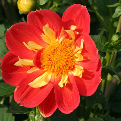 DAHLIA GÉANT OLYMPE