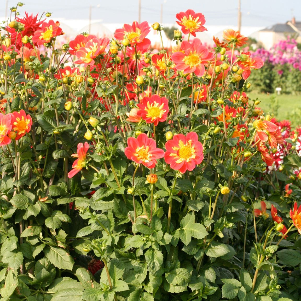 DAHLIA GÉANT OLYMPE