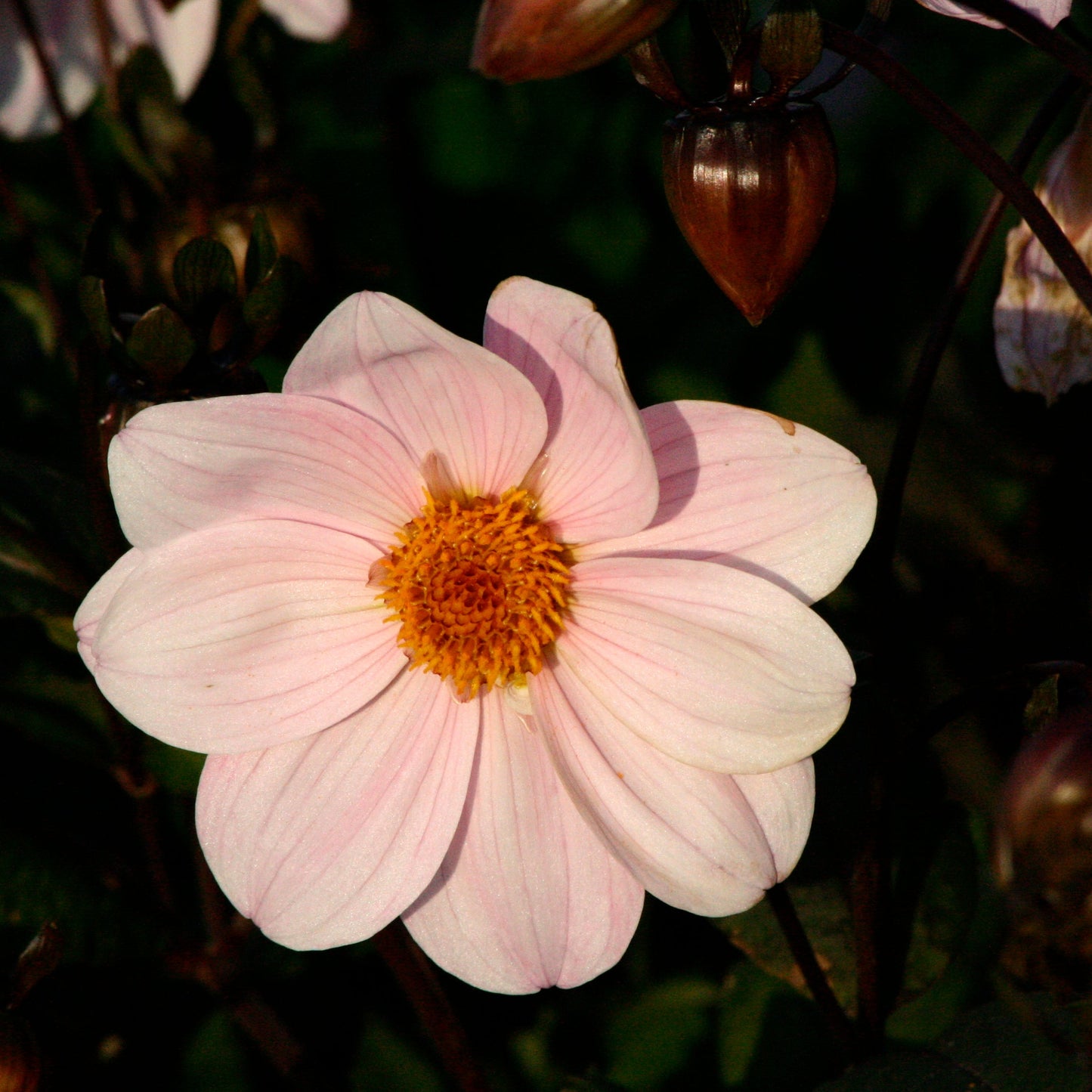 DAHLIA NAIN SIMPLE CORY AB