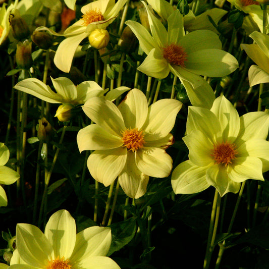 DAHLIA NAIN SIMPLE SABLE D´OR AB