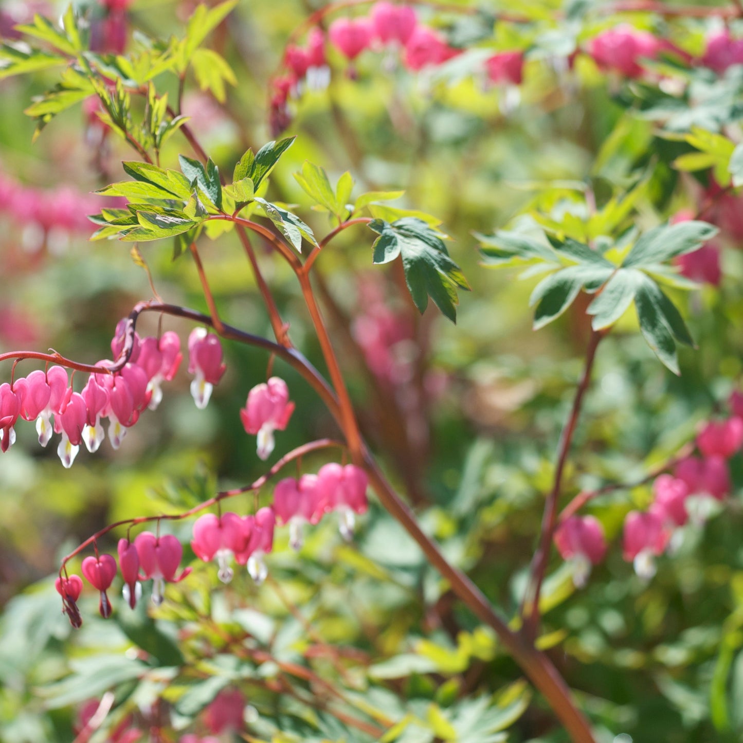 COEUR DE MARIE DICENTRA SPECTABILIS