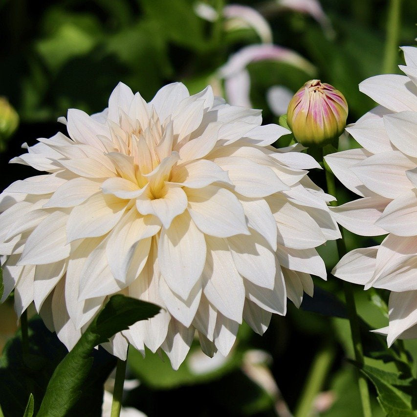 DAHLIA DECORATIF CAFE AU LAIT AB