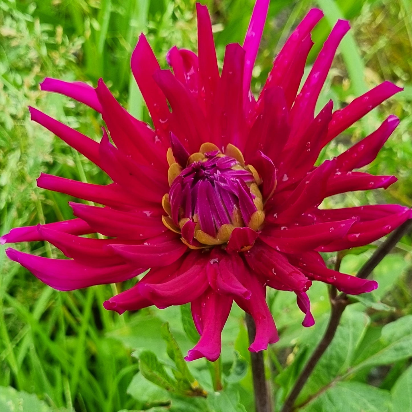 DAHLIA CACTUS ORFEO AB