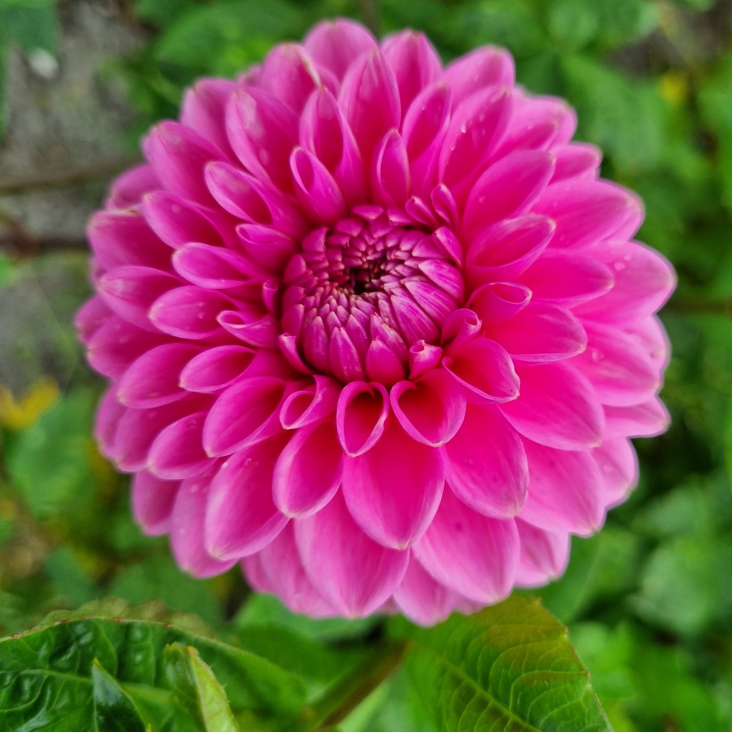 DAHLIA POMPON SANDRA AB