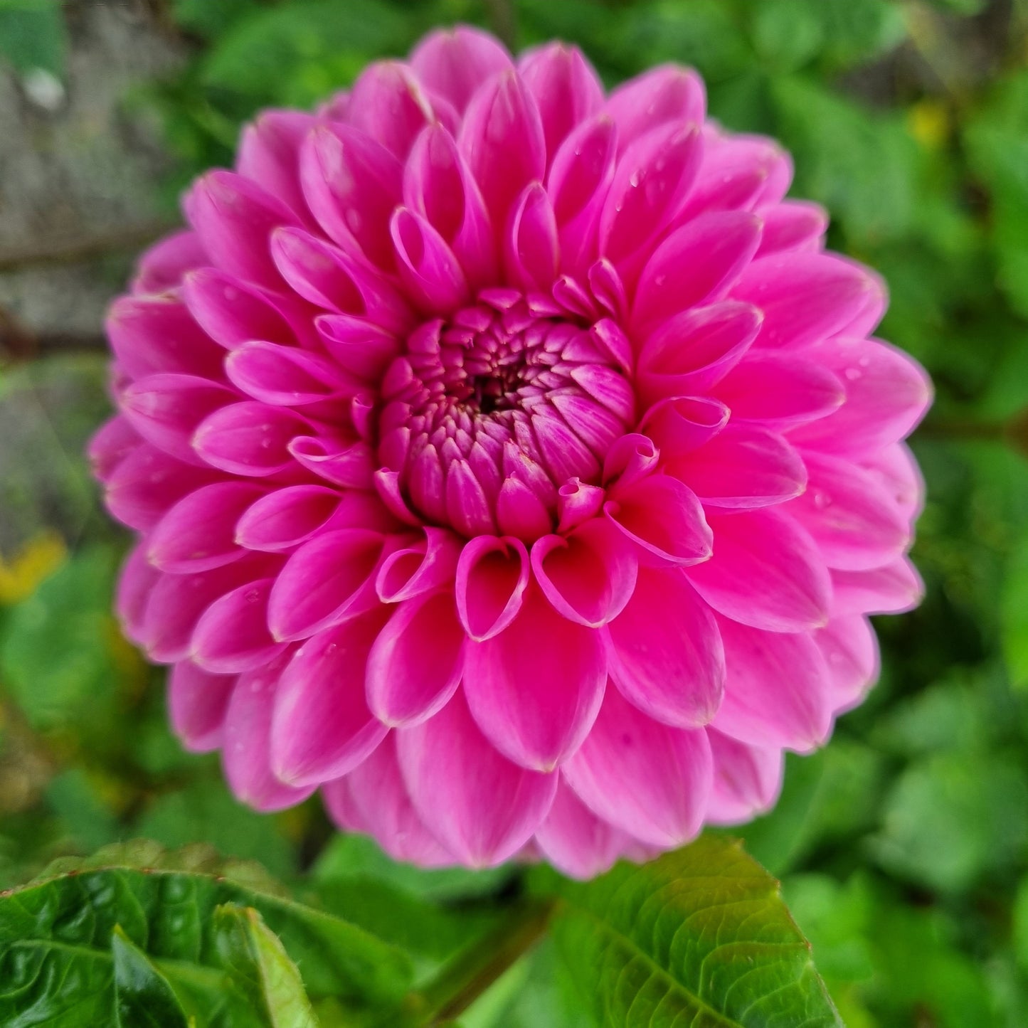 DAHLIA BALLE SANDRA AB