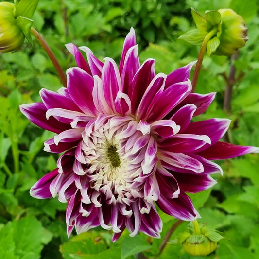 DAHLIA DECORATIF VANCOUVER AB