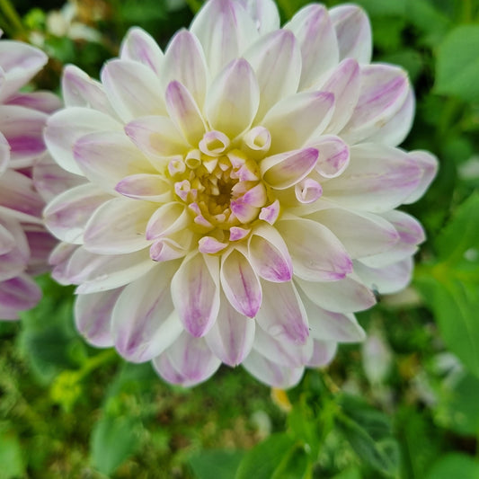 DAHLIA DECORATIF WITTEM AB