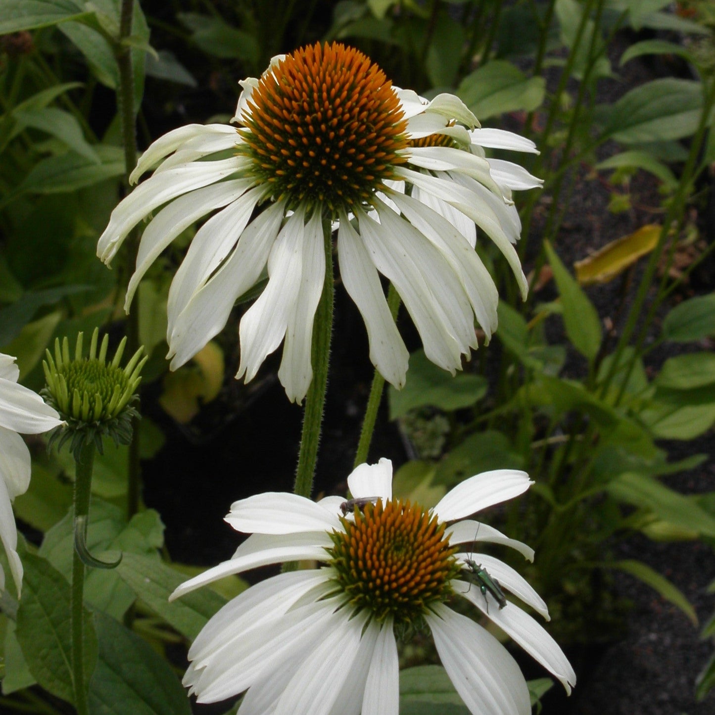 ECHINACEA WHITE SWAN AB