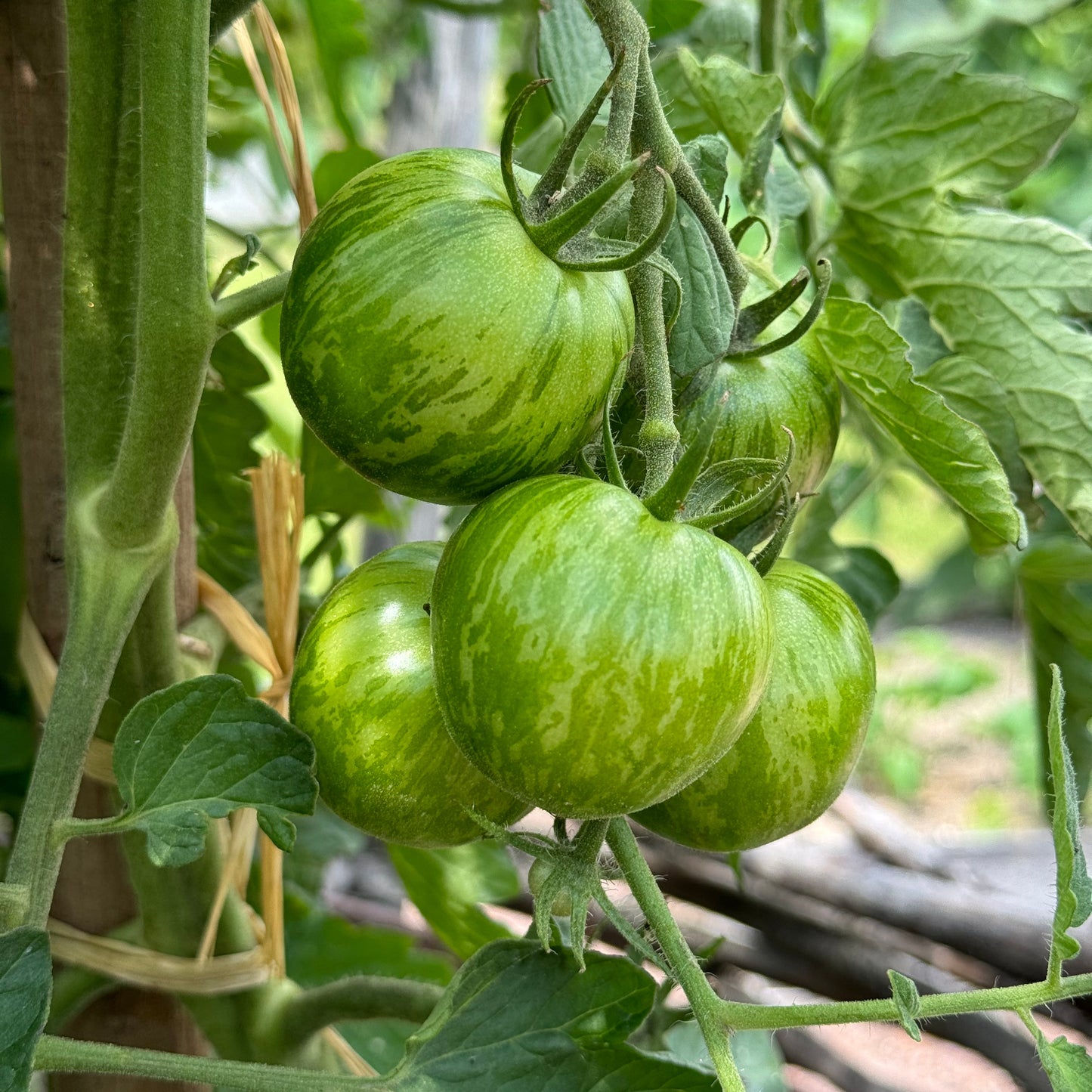 TOMATE GREEN ZEBRA AB