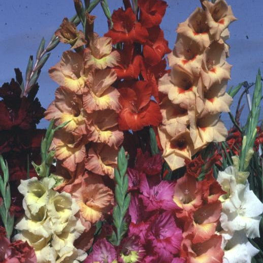 GLADIOLUS LARGE FLOWER MIX