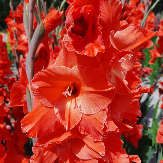 GLADIOL LIVE OAK AB