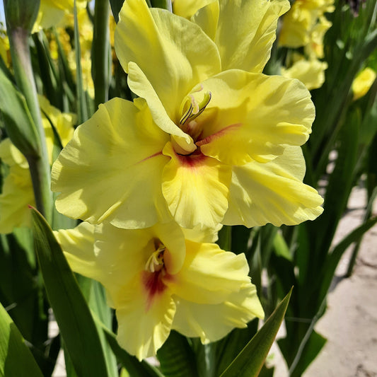 GLADIOLUS MAXIAL AB