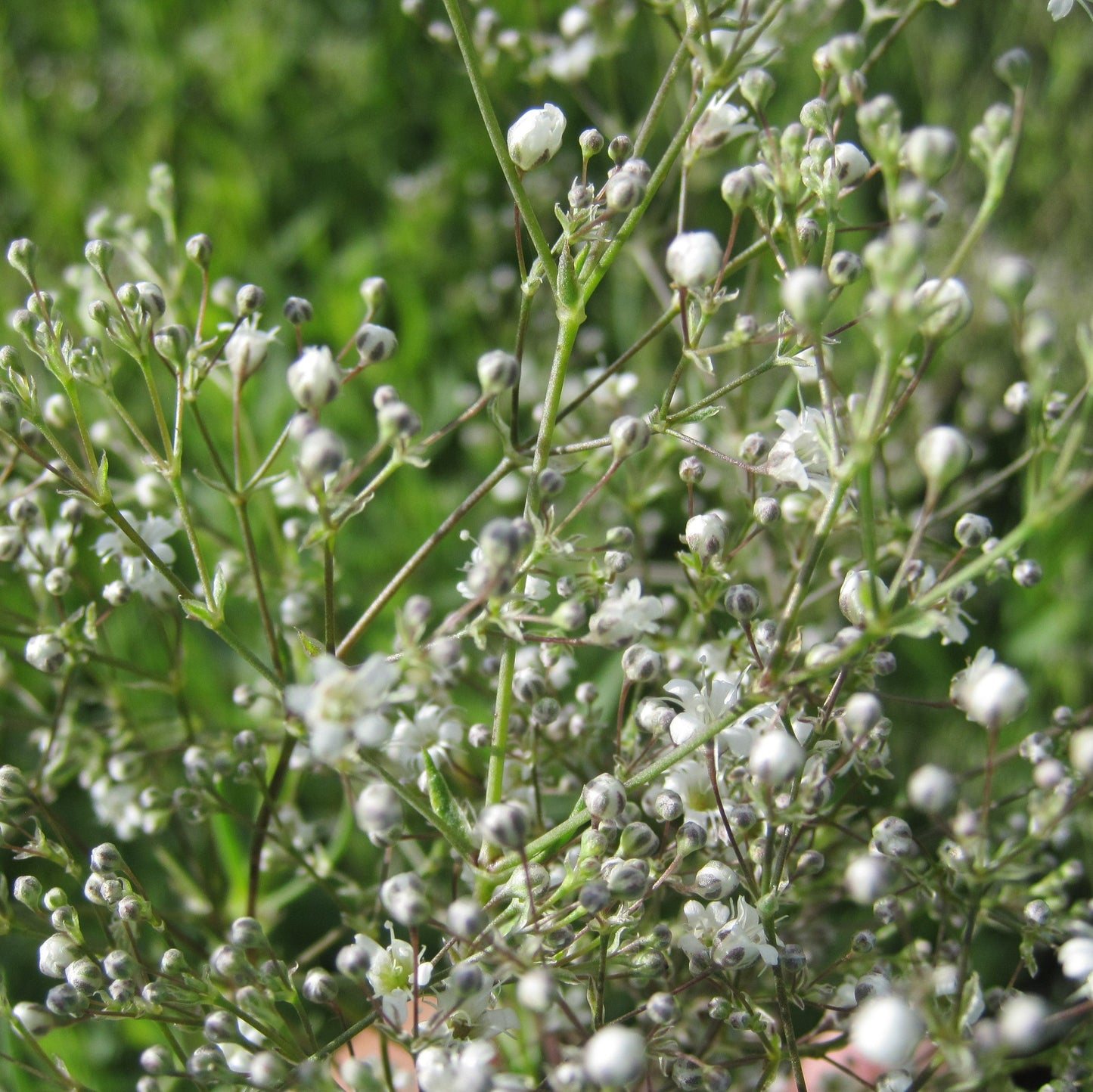 GYPSOPHILE SNOWFLAKE AB