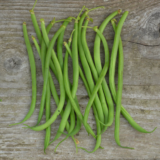 DWARF BEAN ARGUS STRINGLESS MANGETOUT FILET AB