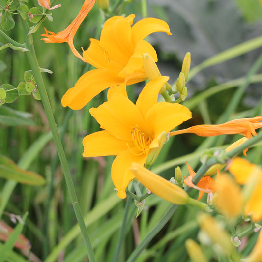 YELLOW DAYLILY