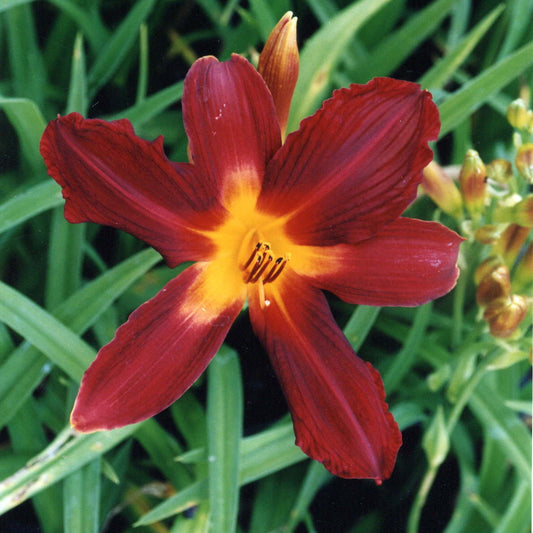 RED DAYLILY