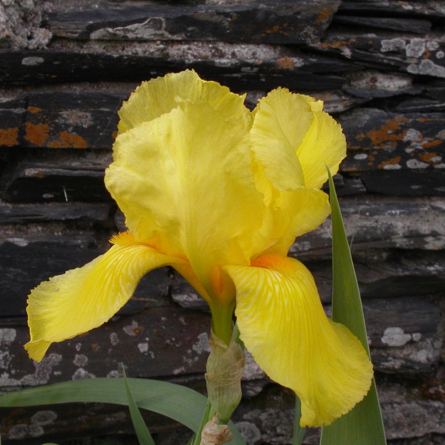 IRIS GERMANICA JAUNE