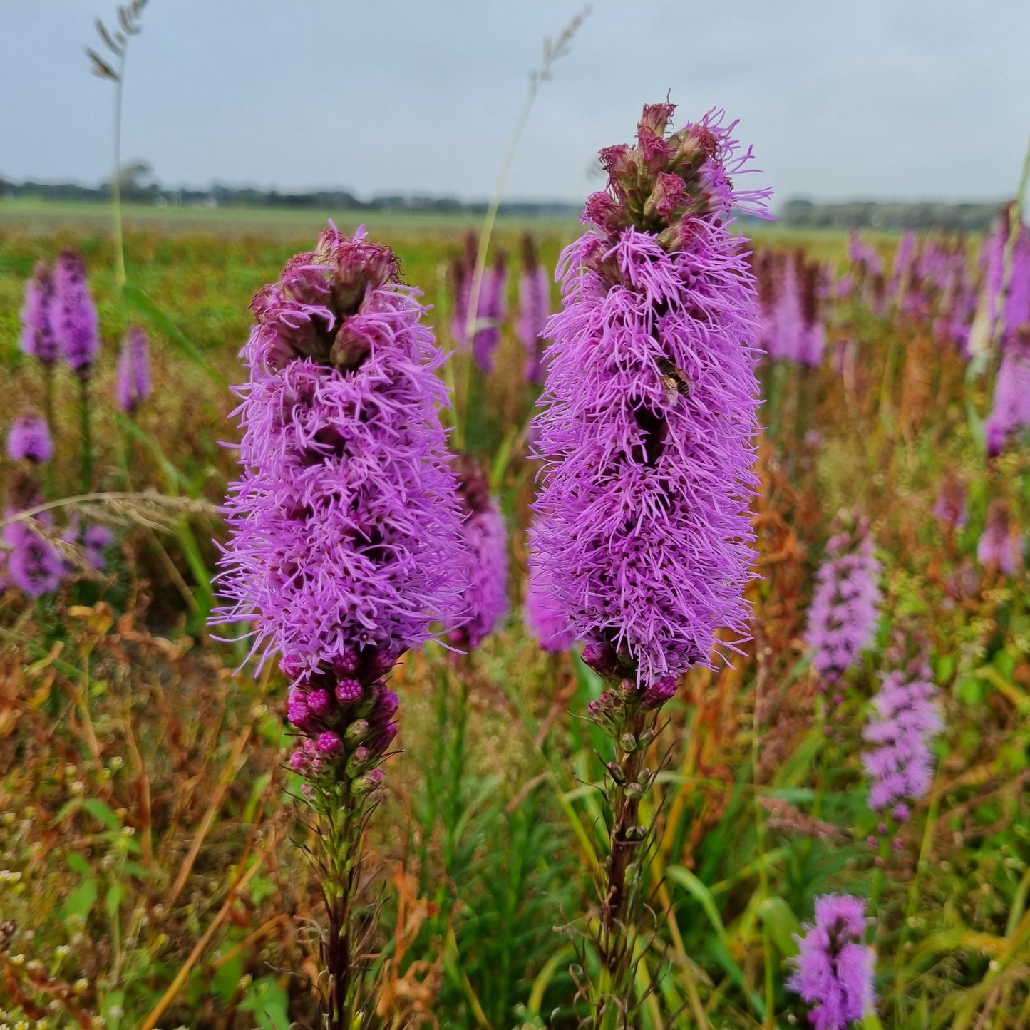 LIATRIS SPICATA PLUME DU KANSAS AB