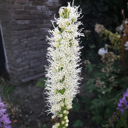 LIATRIS SPICATA FLORISTAN AB