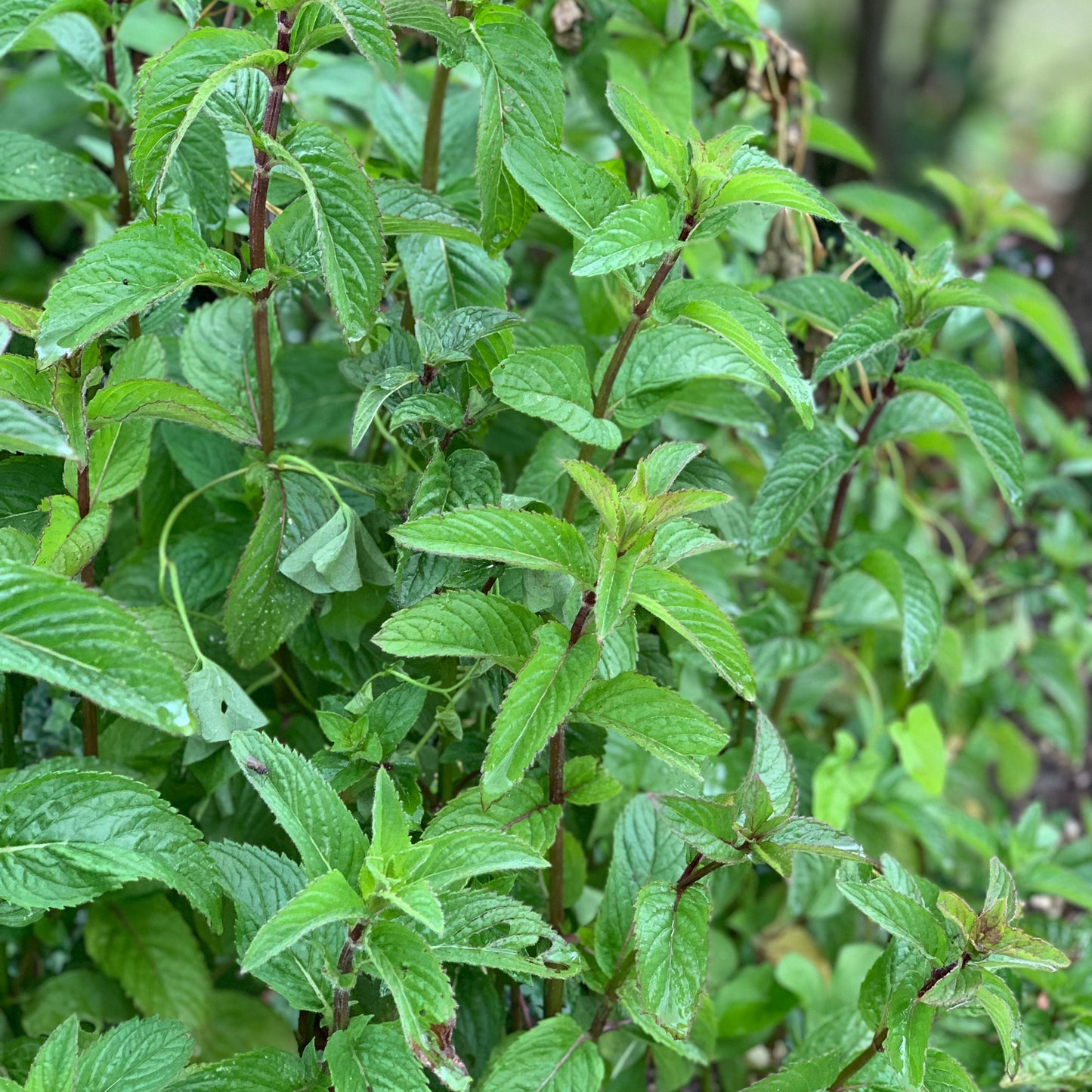 MENTHE CHOCOLAT AB - PLANT