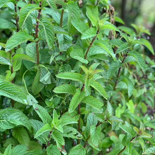 CHOCOLATE MINT AB - PLANT