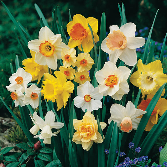 AB BLEND NARCISSUS