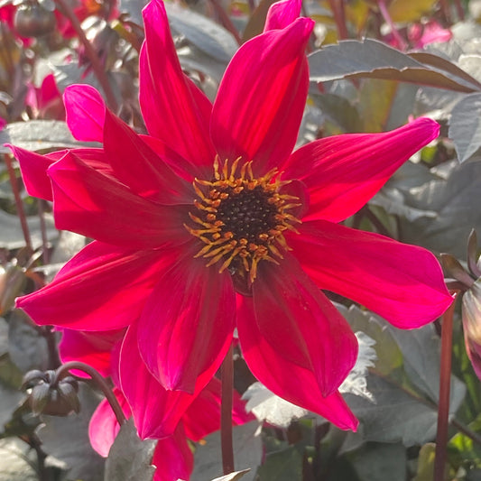 DAHLIA PRIDE ONE AB