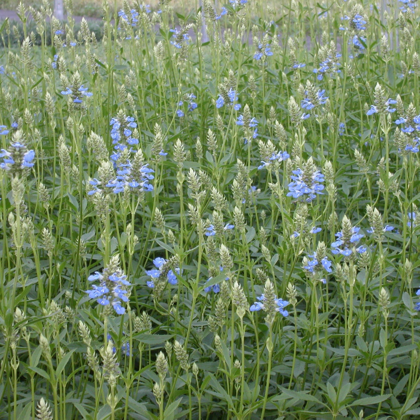 SAUGE DES MARAIS - PLANT