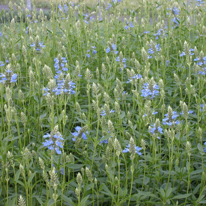 SAUGE DES MARAIS - PLANT