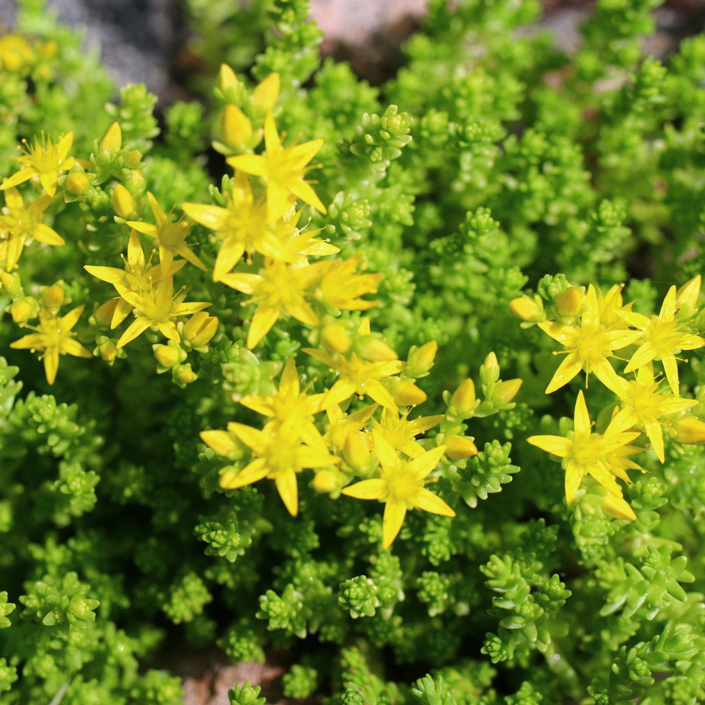 SEDUM ACRE - PLANT