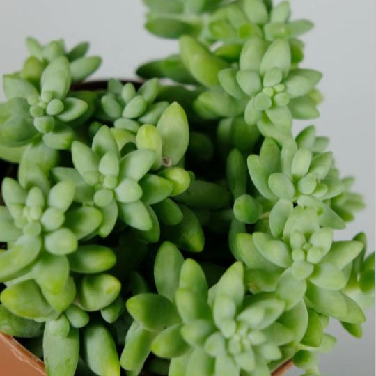 SEDUM BURRITO AB - PLANT