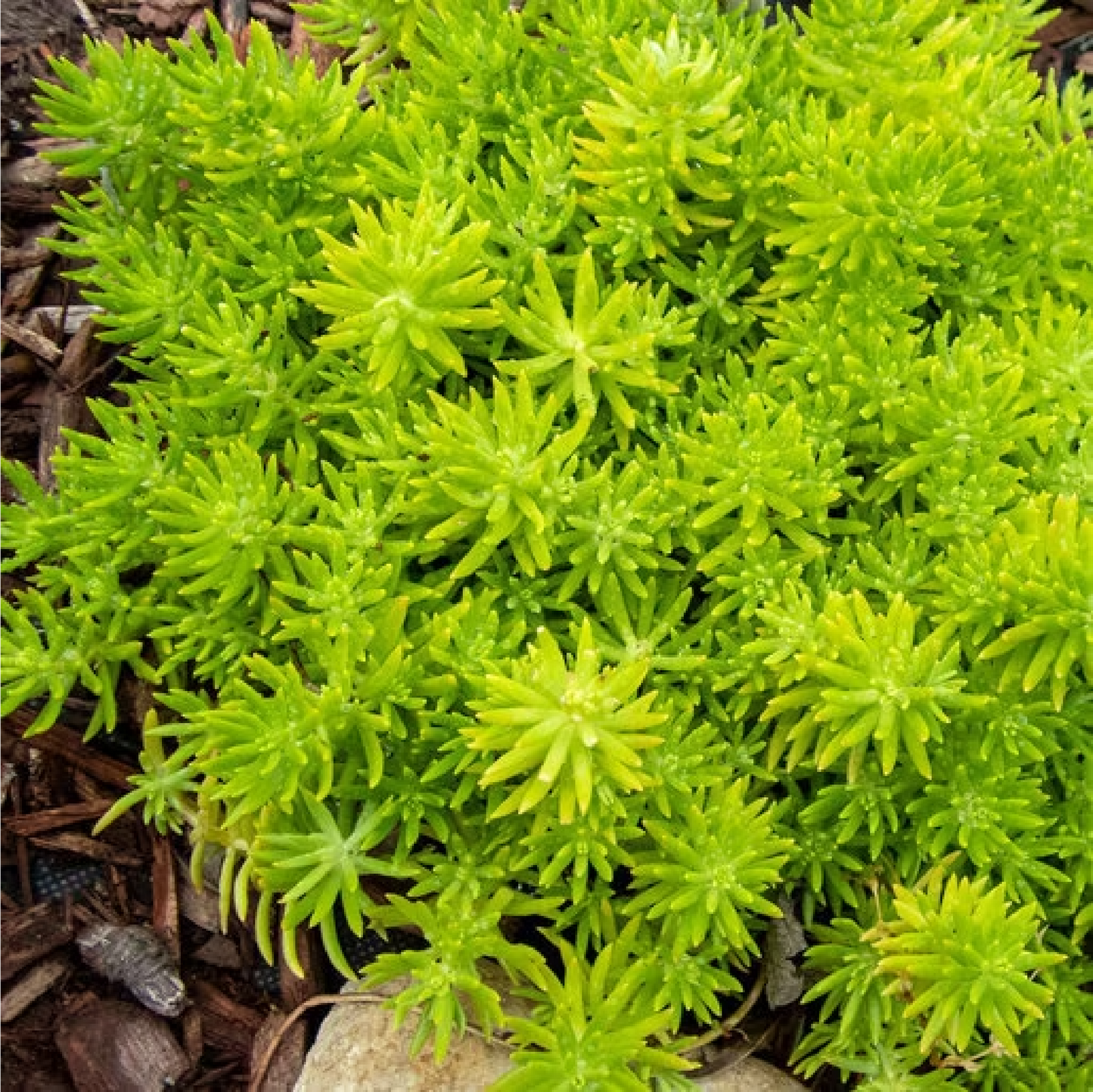 SEDUM LEMON BALL AB - PFLANZE