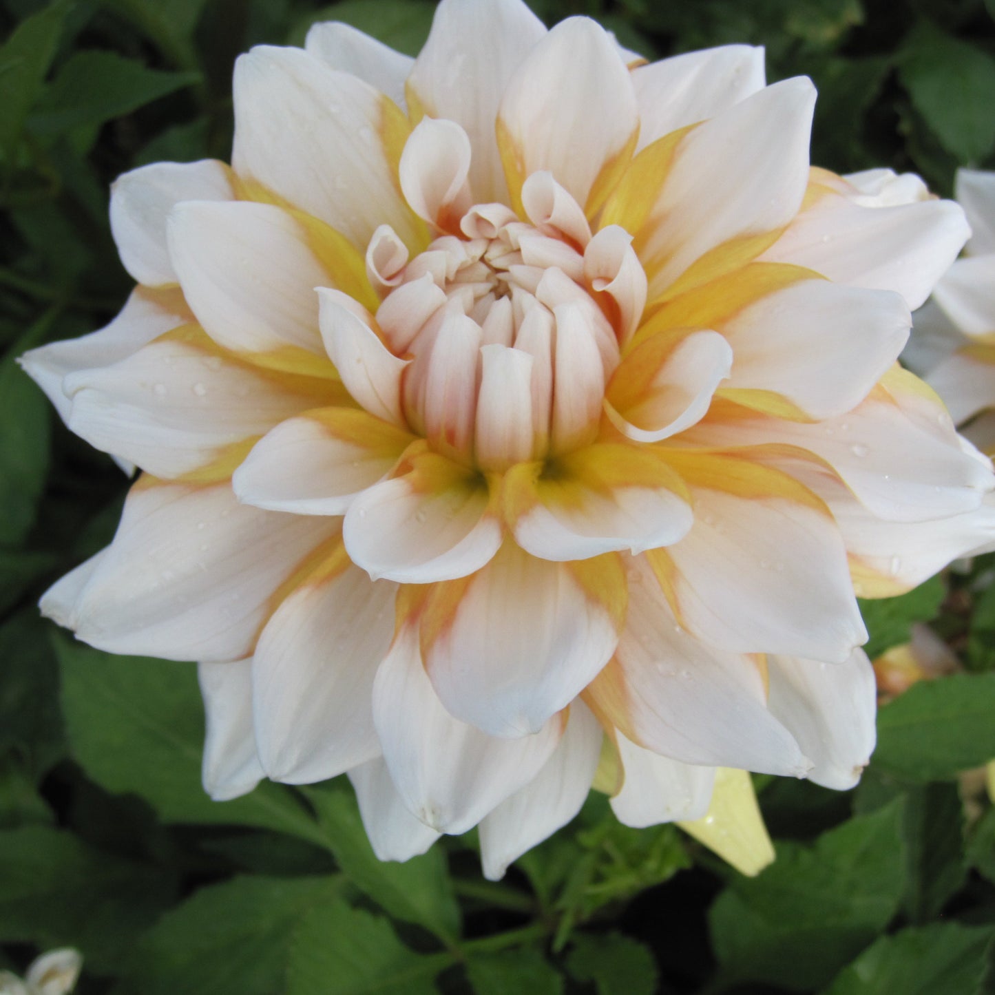 DAHLIA DECORATIF SEATTLE AB