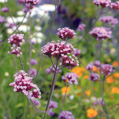 VERVEINE DE BUENOS AIRES - PLANT