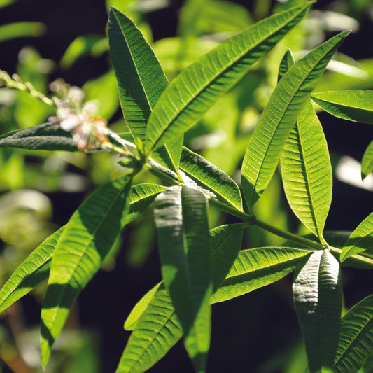 VERVEINE OFFICINALE AB - PLANT