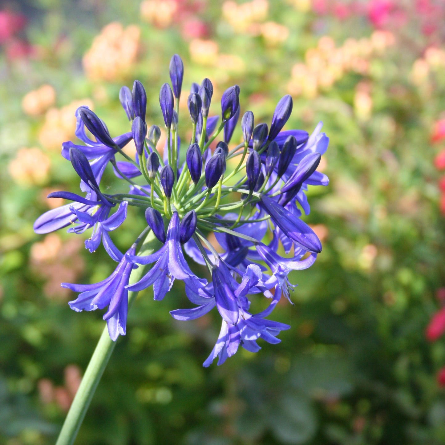 AGAPANTHE BLEUE