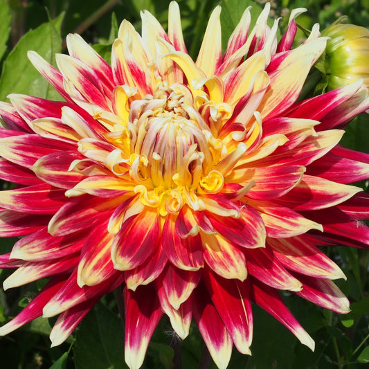 DAHLIA DÉCORATIF AKITA AB