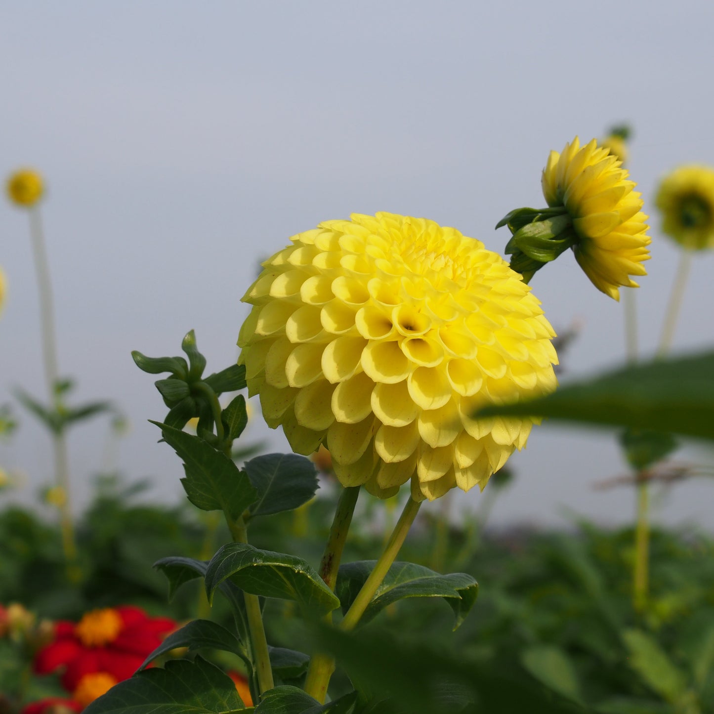 DAHLIA POMPON GOLDEN TORCH AB